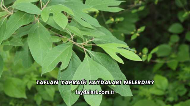 Taflan Yaprağı Faydaları Nelerdir?