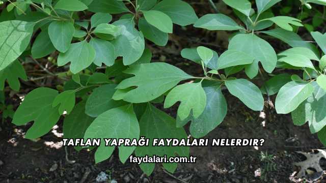 Taflan Yaprağı Faydaları Nelerdir?