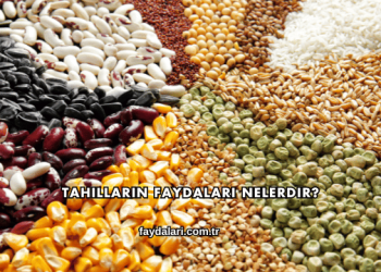 Tahılların Faydaları Nelerdir?