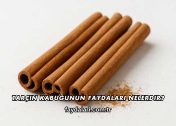 Tarçın Kabuğunun Faydaları Nelerdir