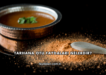 Tarhana Otu Faydaları Nelerdir?