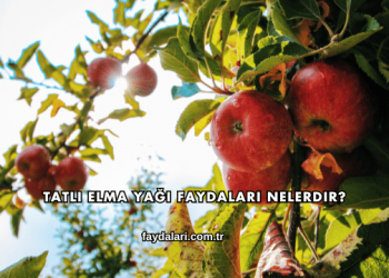 Tatlı Elma Yağı Faydaları Nelerdir?