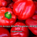 Tatlı Kırmızı Biberin Faydaları Nelerdir?