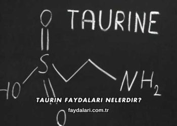 Taurin Faydaları Nelerdir?