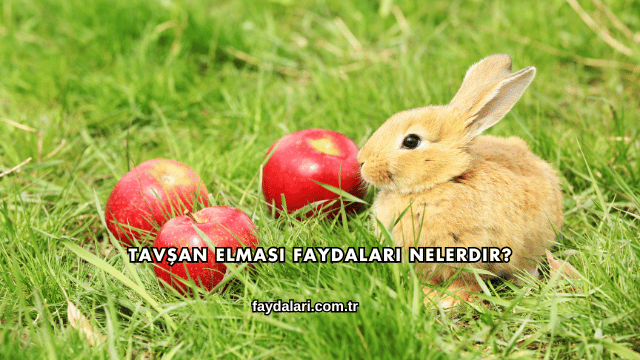 Tavşan Elması Faydaları Nelerdir?