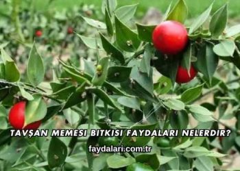 Tavşan Memesi Bitkisi Faydaları Nelerdir?