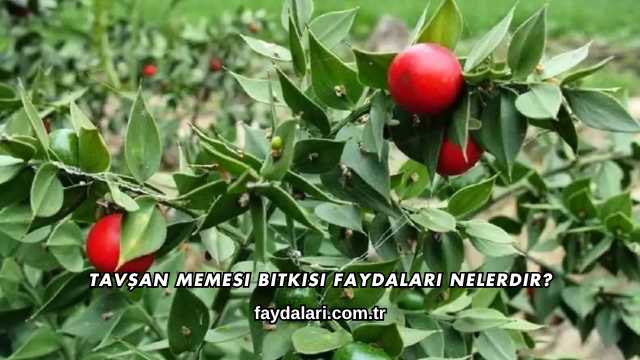 Tavşan Memesi Bitkisi Faydaları Nelerdir?