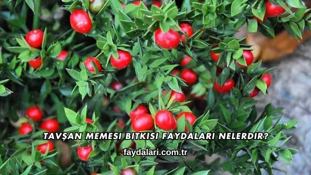 Tavşan Memesi Bitkisi Faydaları Nelerdir?