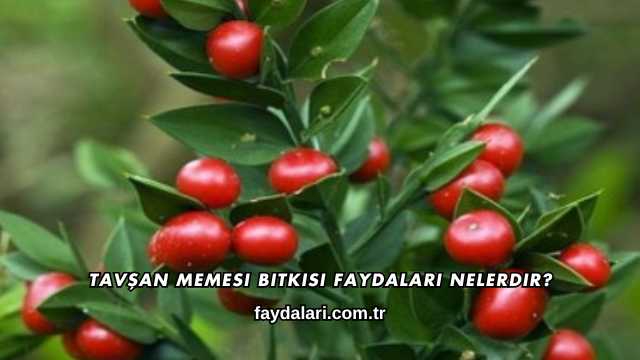 Tavşan Memesi Bitkisi Faydaları Nelerdir?