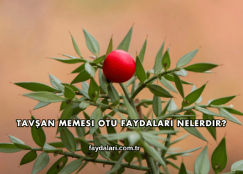 Tavşan Memesi Otu Faydaları Nelerdir?