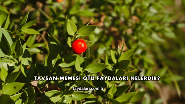 Tavşan Memesi Otu Faydaları Nelerdir?