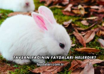 Tavşan Yağının Faydaları Nelerdir?