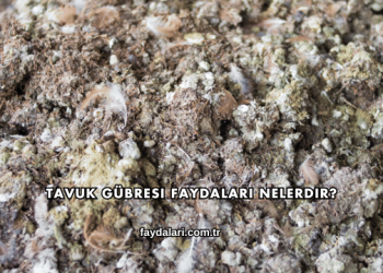 Tavuk Gübresi Faydaları Nelerdir?