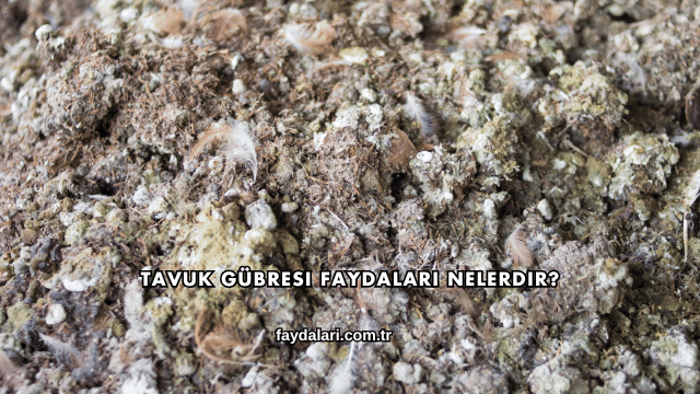 Tavuk Gübresi Faydaları Nelerdir?