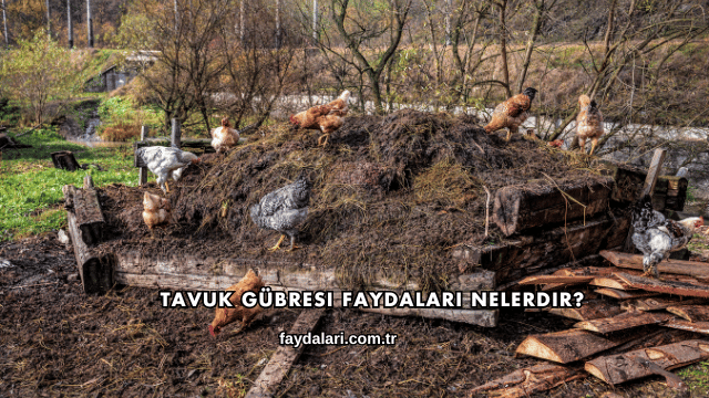 Tavuk Gübresi Faydaları Nelerdir?