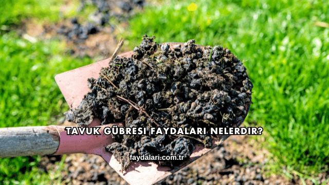 Tavuk Gübresi Faydaları Nelerdir?