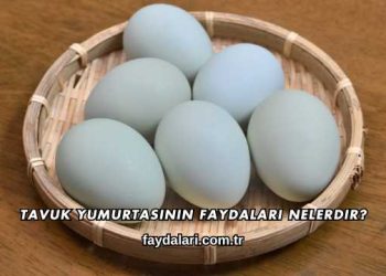 Tavuk Yumurtasının Faydaları Nelerdir?