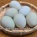 Tavuk Yumurtasının Faydaları Nelerdir?