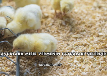 Tavuklara Mısır Vermenin Faydaları Nelerdir?