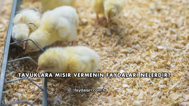 Tavuklara Mısır Vermenin Faydaları Nelerdir?