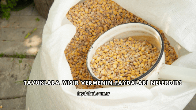 Tavuklara Mısır Vermenin Faydaları Nelerdir?
