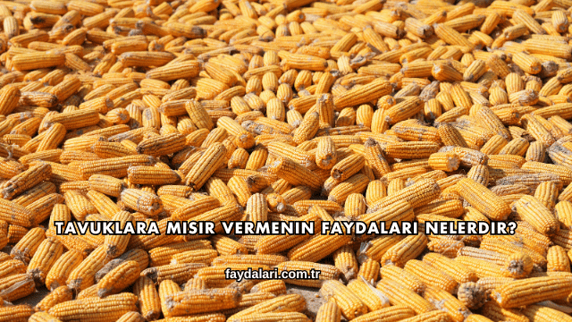Tavuklara Mısır Vermenin Faydaları Nelerdir?