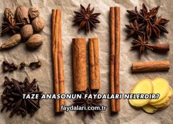 Taze Anasonun Faydaları Nelerdir?