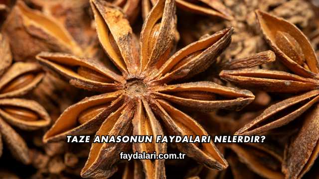 Taze Anasonun Faydaları Nelerdir?