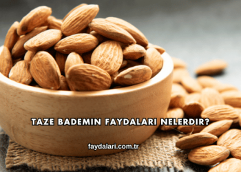 Taze Bademin Faydaları Nelerdir?
