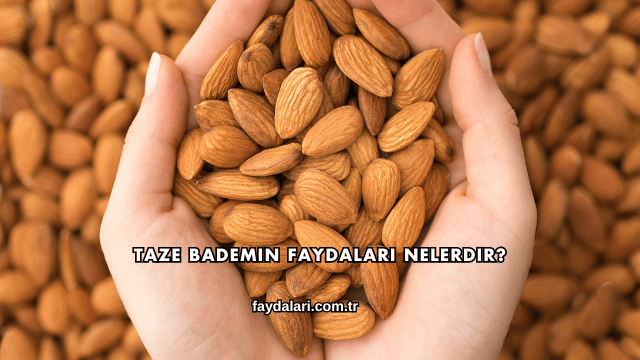 Taze Bademin Faydaları Nelerdir?