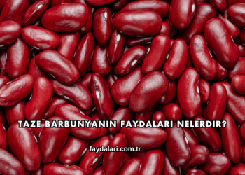 Taze Barbunyanın Faydaları Nelerdir?