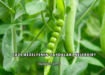 Taze Bezelyenin Faydaları Nelerdir?