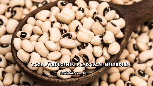 Taze Börülcenin Faydaları Nelerdir?
