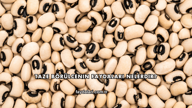 Taze Börülcenin Faydaları Nelerdir?