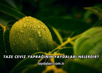 Taze Ceviz Yaprağının Faydaları Nelerdir?