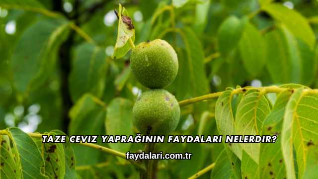 Taze Ceviz Yaprağının Faydaları Nelerdir?