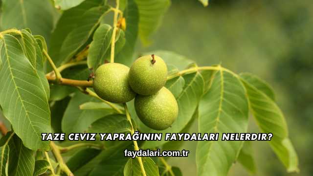 Taze Ceviz Yaprağının Faydaları Nelerdir?