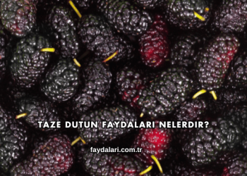 Taze Dutun Faydaları Nelerdir?