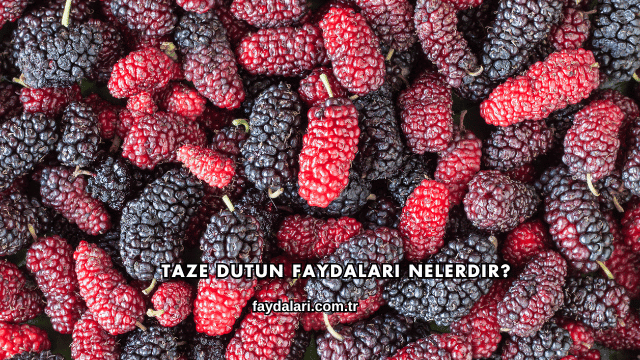 Taze Dutun Faydaları Nelerdir?