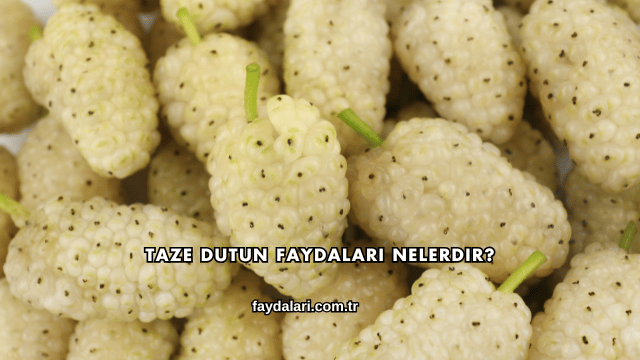 Taze Dutun Faydaları Nelerdir?