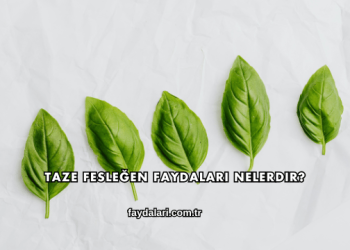 Taze Fesleğen Faydaları Nelerdir?