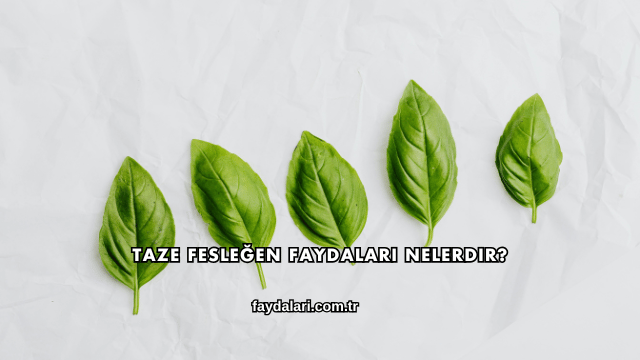 Taze Fesleğen Faydaları Nelerdir?