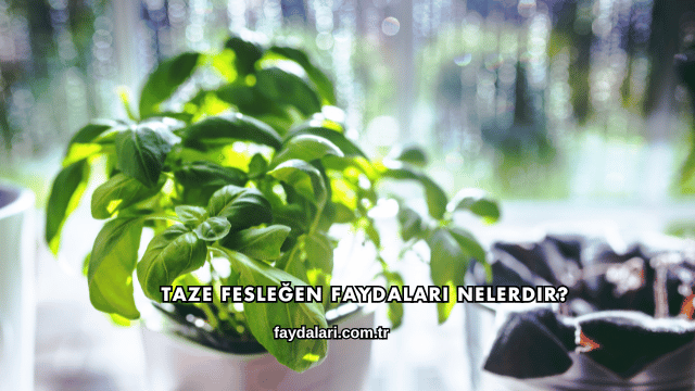 Taze Fesleğen Faydaları Nelerdir?