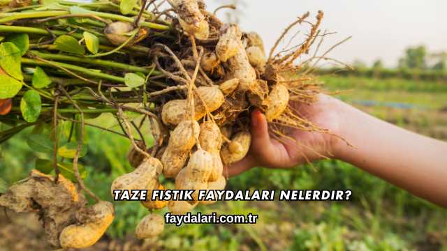 Taze Fıstık Faydaları Nelerdir?
