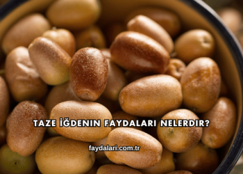 Taze İğdenin Faydaları Nelerdir?