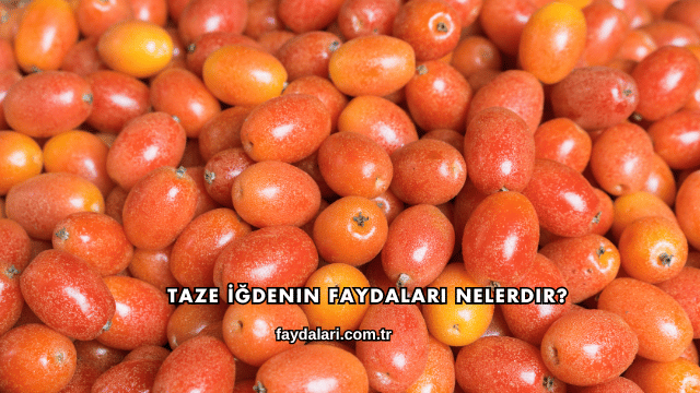Taze İğdenin Faydaları Nelerdir?