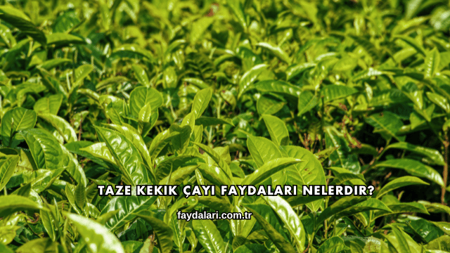 Taze Kekik Çayı Faydaları Nelerdir?