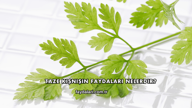 Taze Kişnişin Faydaları Nelerdir?