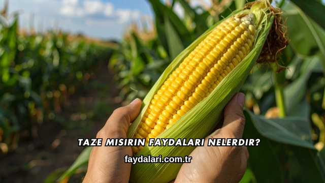 Taze Mısırın Faydaları Nelerdir?