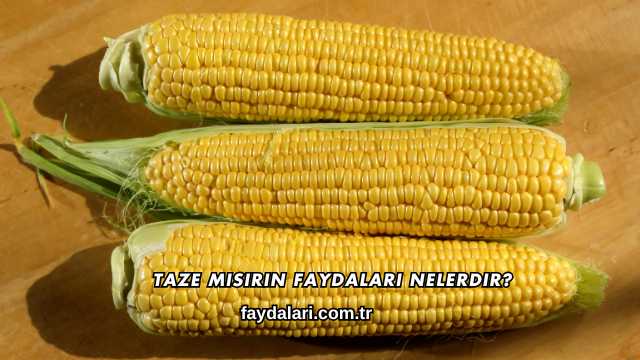 Taze Mısırın Faydaları Nelerdir?